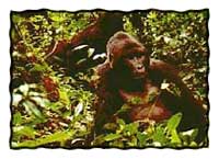 A gorilla in Uganda's Bwindi national park. (Marie Javins photo)