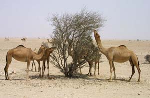 Camels in the Qatari desert