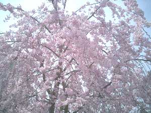 The cherry trees usually blossom at the end of March.