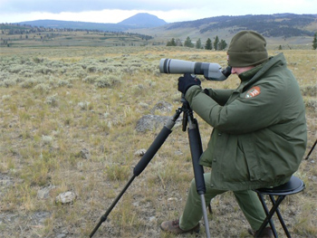 At the scope, viewing a pack of wolves in Yellowstone in August 2010.