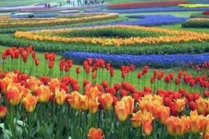 Floriade-flowers