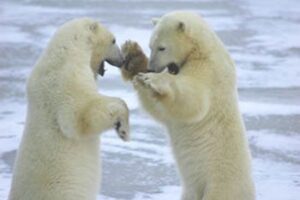 Polar bears in Churchill