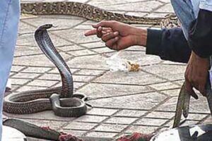 snake-charmer