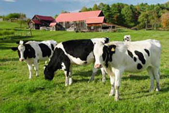 vermont cows2 1