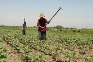 Farming is a great job to work your way around the world.