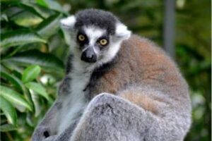 lemurs