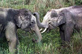 sri lanka elephants