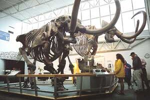 A mastadon skeleton at the University of Florida in Gainesville.