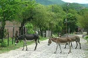 Burros in Alamos Mexico.