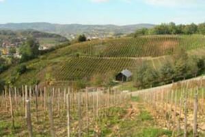 croatian-vineyard