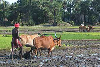 india plowing