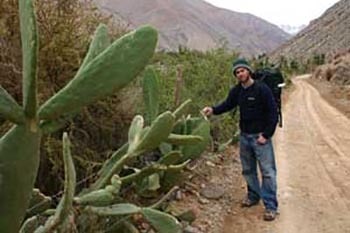 elqui-cacti