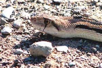 gophersnake