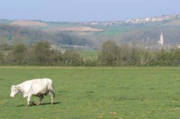 cow near st pere