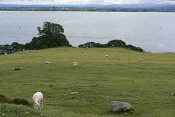 New Zealand Sheep