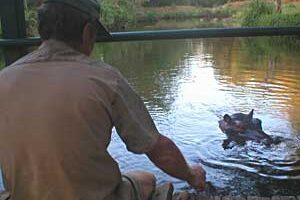 A hippo in Limpopo South Africa.