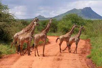 amboseli-park-giraffes