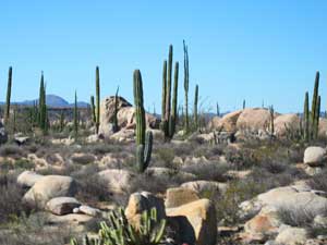 Cacti growing in the boulder fields outside Cataviña