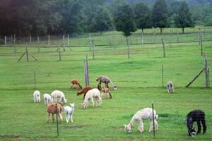 Alpacas grazing in Connecticut.