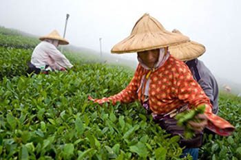 Picking tea in Taiwan - photos by Paul Shoul.