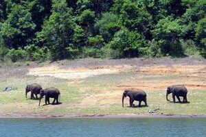 Elephants