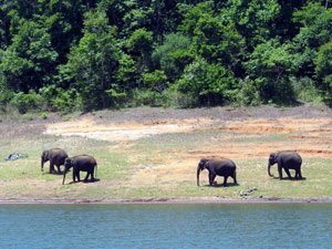 Elephants