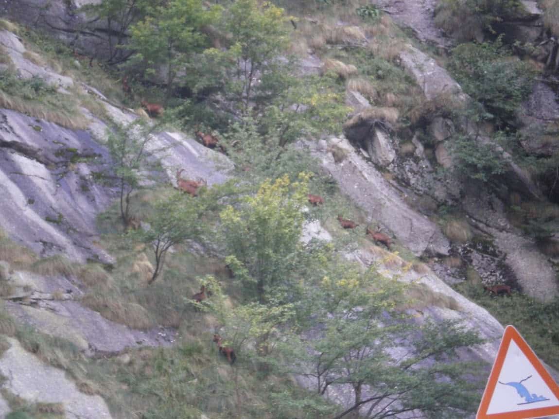 Goats scramble up a mountainside outside of Turin, Italy, a Turin hike. Turin Hiking