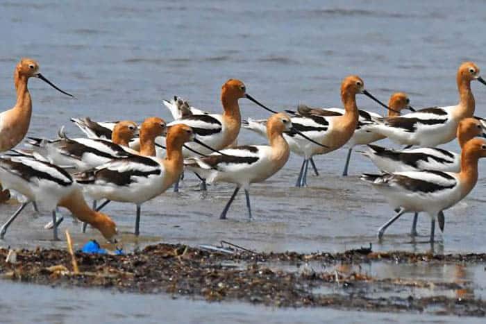 Galveston_BolivarFlats