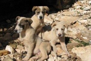 Puppies in Greece.