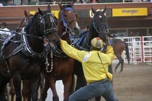 The Chuckwagon race at the 2009 Calgary Stampede. Photos by Lisa St. John.