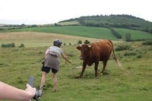 A bull on the Isle of Wight.