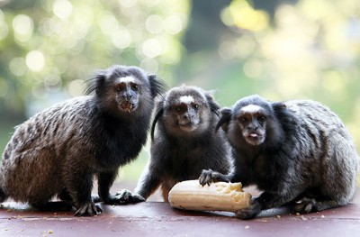 Monkeys on a roof in Minas Gerais, Brazil. Paul Shoul photo.