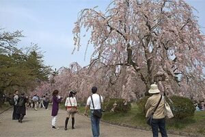 sakura