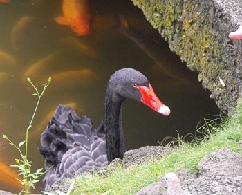 Black Swan at the Byodo-In Temple