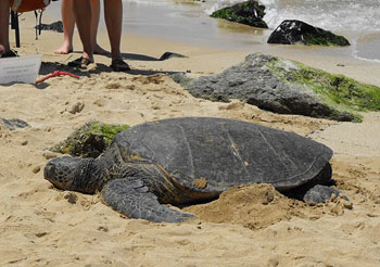 A sea turtle on Turtle Beach in Kauai