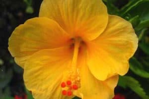 Yellow Hibiscus Pua