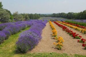 lavender-field