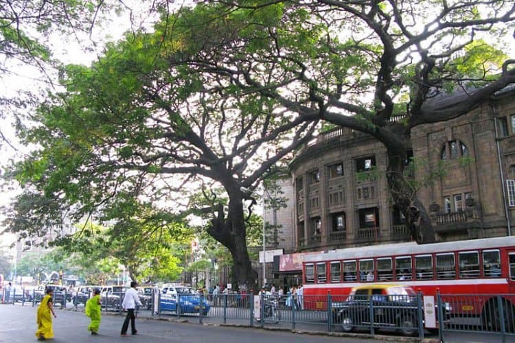 Mumbai sacred trees