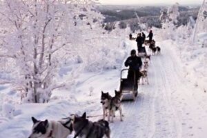 Dogsledding in Finland