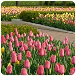 Tulips in Bloom