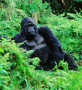 Wild Gorillas in the Democratic Republic of the Congo