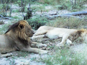 Lions in Botswana 