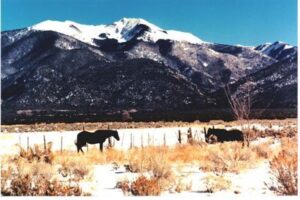 Horses in Taos, NM