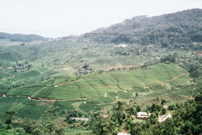 tea plantations sri lanka