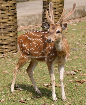 A Deer at Ross Island