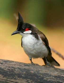 A Red Cheeked Bulbul at Ross Island