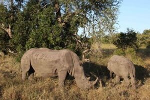 Rhinos at Sabi Sabi, South Africa.