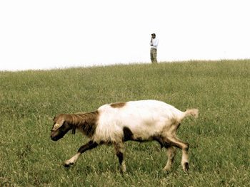 The-lone-shepherd in Puglia