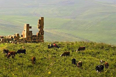 algerian-cows