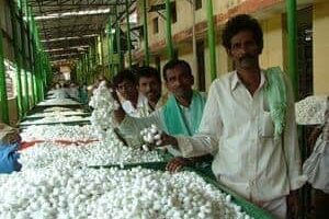 The silk cocoon market in South India